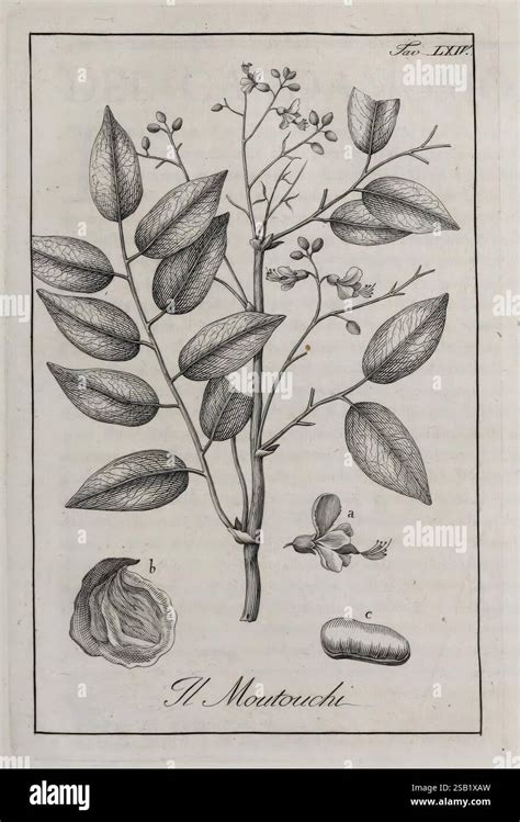 Illustration botanique de l'Asiminier triloba avec ses feuilles et ses fruits