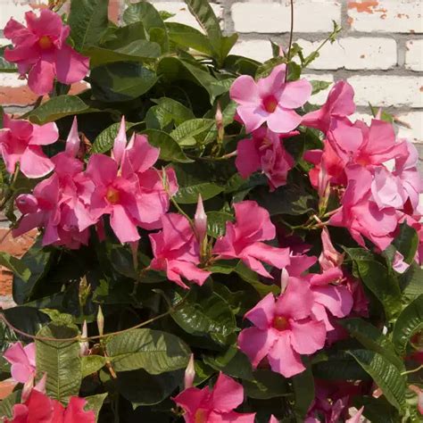 Grosses fleurs en trompette de dipladenia rose vif