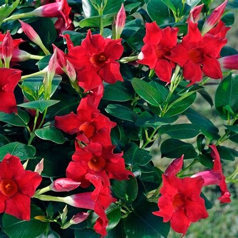 Vue rapprochée d'une fleur de Dipladenia sanderi 'Jade Scarlet' d'un rouge éclatant