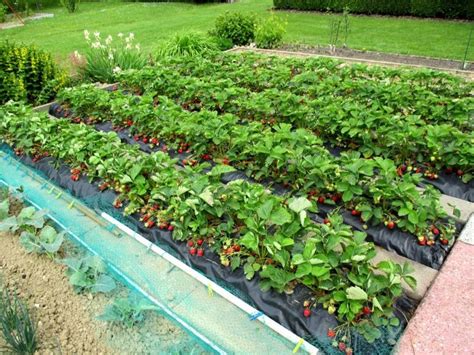Planter des fraisiers sur une butte de terre au potager