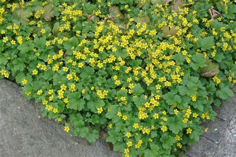 Waldsteinia ternata en pleine floraison printanière