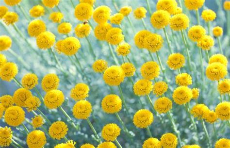 Contraste de couleurs entre fleurs jaunes et feuillage argenté