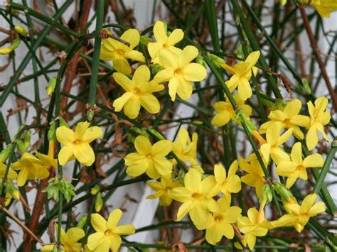 Jasmin d'hiver en fleur
