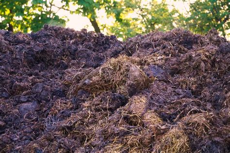 Image d'une brouette remplie de fumier de vache frais pour épandage au potager