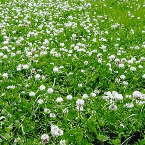 Tapis de trèfle blanc nain
