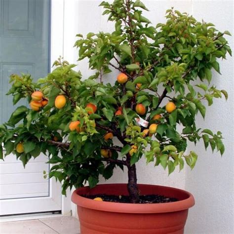Arbre fruitier nain en pot sur un balcon