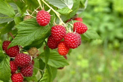 Vue d'ensemble d'un framboisier en bonne santé avec des fruits mûrs