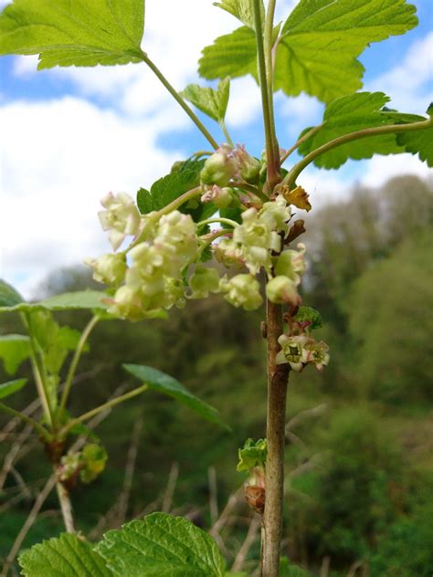 Plan détaillé du cassissier avec feuilles, fleurs en grappes et baies noires