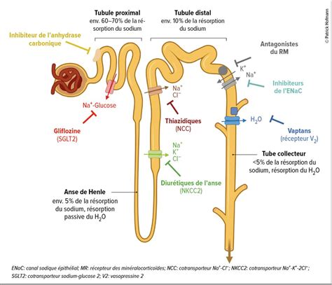 Schéma illustrant l'effet diurétique et anti-inflammatoire du cassis sur les articulations