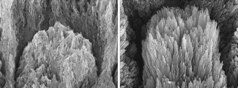 Microscopie électronique montrant les cristaux de toxine Bt produits par la bactérie