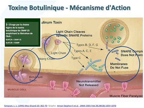 Schéma illustrant le processus d'ingestion et d'action de la toxine Bt dans l'intestin de la chenille