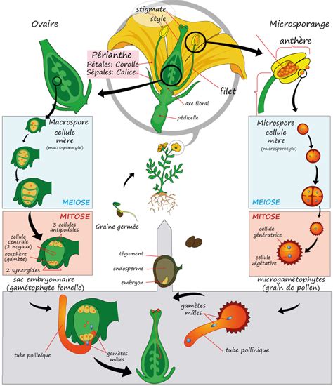 Schéma illustrant le cycle de vie d'un bulbe : floraison, jaunissement des feuilles, dormance et reconstitution des réserves.