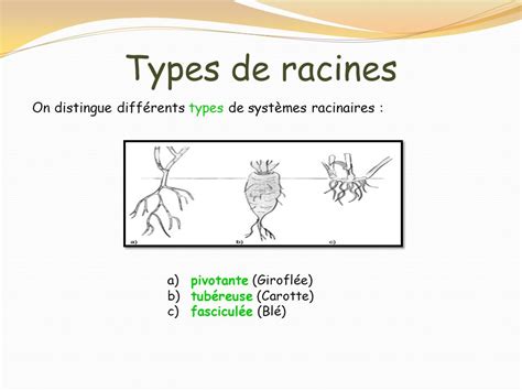 Schéma comparatif des systèmes racinaires : pivotant, rhizome, fasciculé