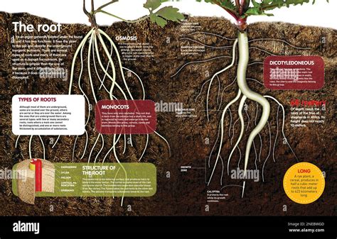 Infographie comparant l'efficacité des désherbants naturels sur différents types de racines