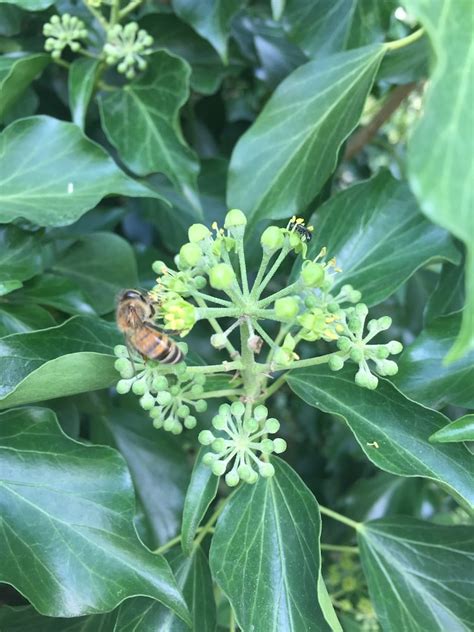Détail des fleurs du lierre et d'une abeille butinant