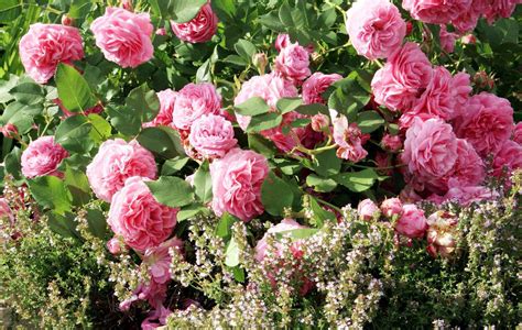Différentes variétés de roses anciennes et modernes dans un jardin en fleurs