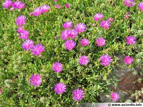 Massif de Delosperma rose éclatant