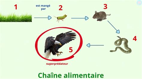 Chaîne alimentaire sans pollinisateurs