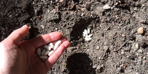 Schéma de semis en poquet