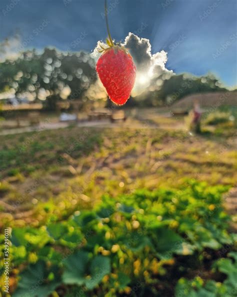 Enfants participant à la récolte des fraises sous la supervision des parents