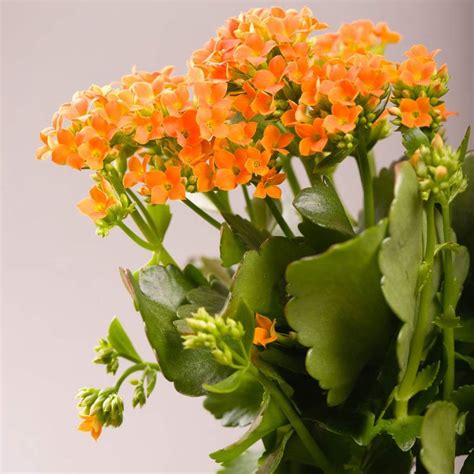 Gros plan sur une fleur de Kalanchoe orange avec ses feuilles charnues caractéristiques