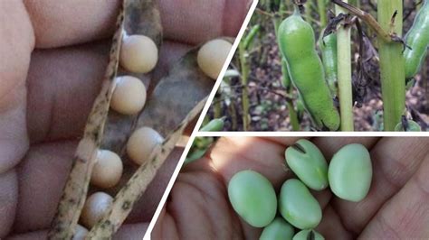 illustration de champs de pois et de féveroles avec des mauvaises herbes