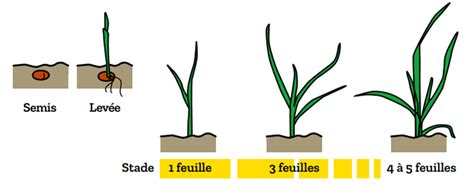 infographie sur les stades de développement des lentilles pour l'application d'herbicides