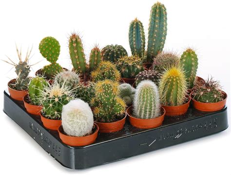 Assortiment de cactus et plantes grasses