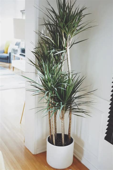 Dracaena marginata en pot dans un salon