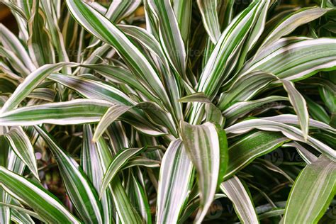 Gros plan sur des feuilles de Dracaena avec des pointes brunes