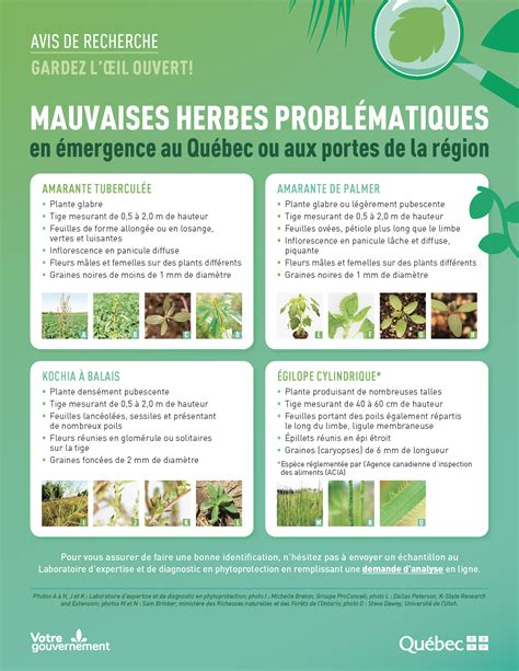 Infographie sur les bienfaits des mauvaises herbes