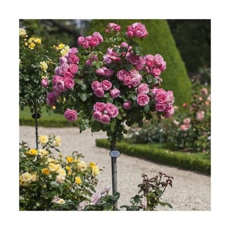 Rosier Leonardo da Vinci en pleine floraison avec de nombreuses roses roses