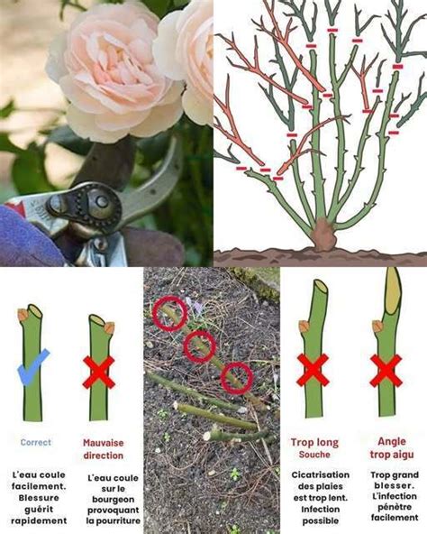 Outils essentiels pour l'entretien d'un rosier : sécateur, gants, cisailles