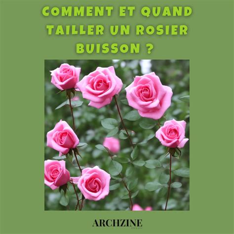 Diagramme illustrant la taille d'un rosier avec les coupes au-dessus des bourgeons extérieurs