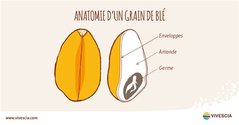 Structure d'un grain de blé