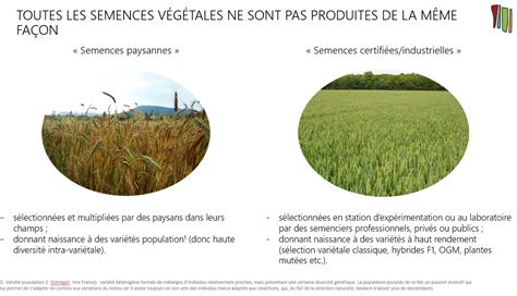 Comparaison entre semences paysannes et semences industrielles
