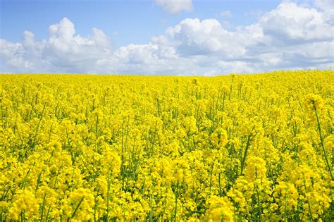 Champ de colza en fleurs