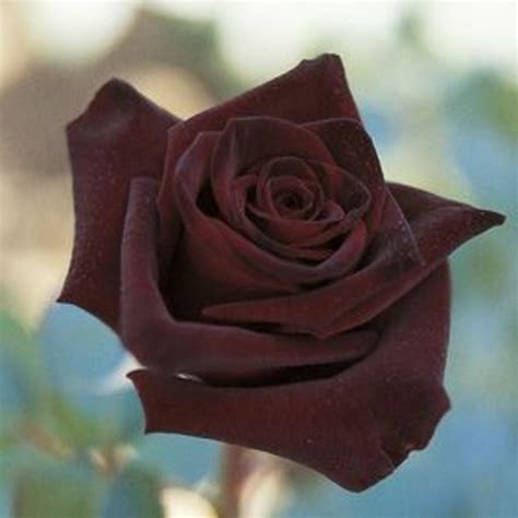 Rosier Black Baccara en pleine floraison