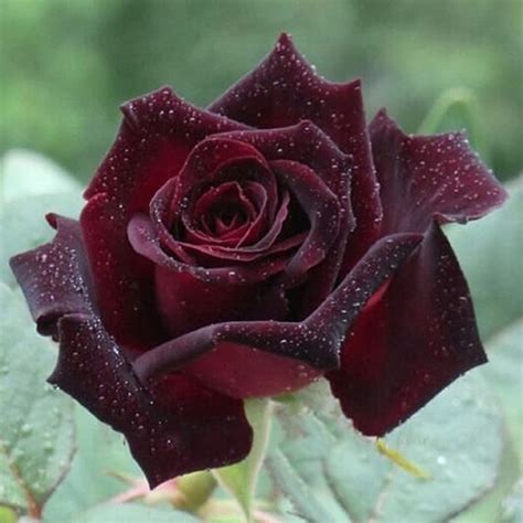 Détail des pétales veloutés du Black Baccara