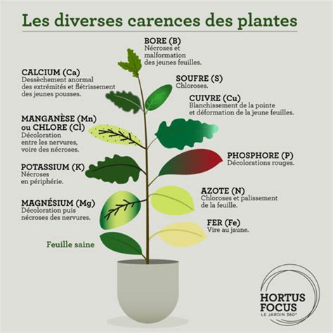 Exemples de carences nutritives chez les plantes