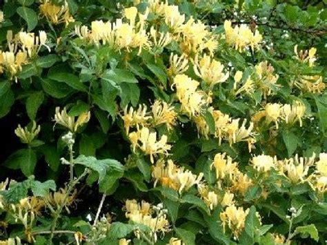 Fleurs bicolores du Chèvrefeuille des haies