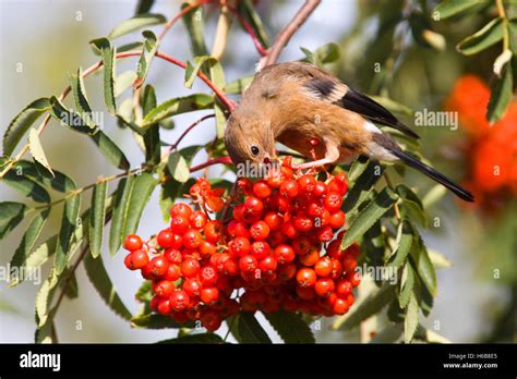 Oiseau se nourrissant des baies du Chèvrefeuille des haies