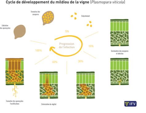 Schéma de stratégie de protection intégrée contre le mildiou