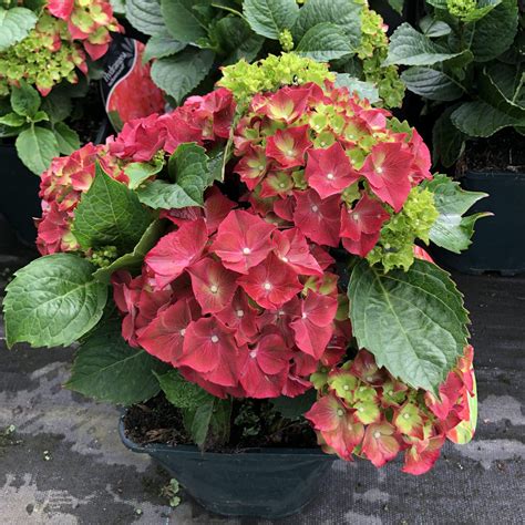 Hortensia plant in a garden