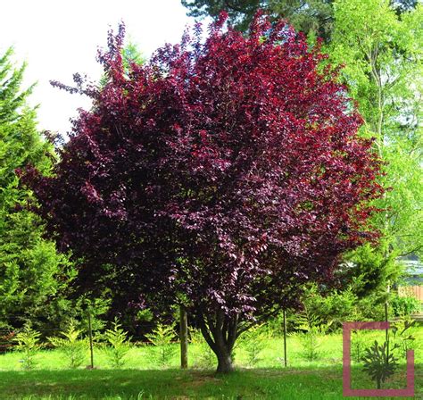 Exemple d'aménagement paysager utilisant un Prunus cerasifera en isolé au centre d'une pelouse