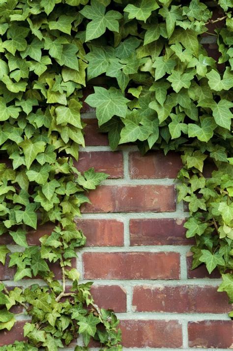 Lierre de Boston sur un mur de briques