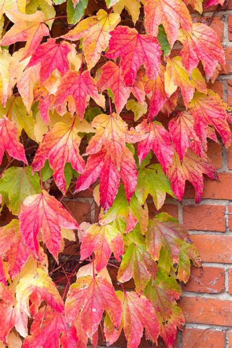 Lierre de Boston en automne