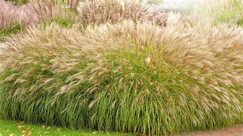 Comparaison de l'humidité du sol avec et sans paillis de miscanthus