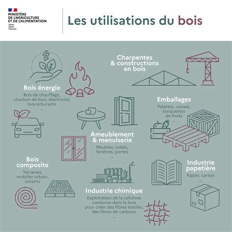 Infographie sur les différentes utilisations industrielles du miscanthus