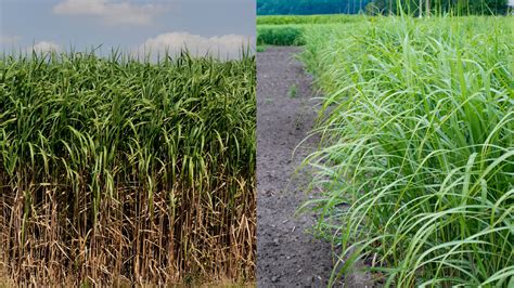 Comparaison visuelle du miscanthus et du switchgrass